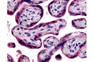 Anti-SLC7A5 antibody IHC of human placenta, terminal villi. (SLC7A5 Antikörper  (Internal Region))