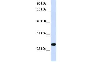 Western Blotting (WB) image for anti-Paired Immunoglobin-Like Type 2 Receptor beta (PILRB) antibody (ABIN2459063)