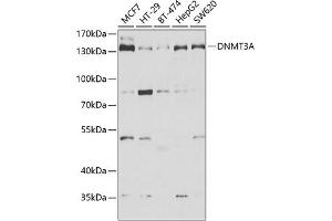Western blot analysis of extracts of various cell lines, using DNMT3A antibody (ABIN6130285, ABIN6139748, ABIN6139750 and ABIN6222162) at 1:1000 dilution. (DNMT3A Antikörper  (AA 500-700))