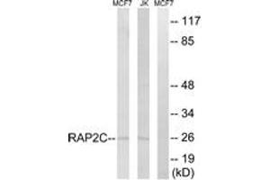 Western blot analysis of extracts from Jurkat/MCF-7 cells, using RAP2C Antibody. (RAP2C Antikörper  (AA 97-146))
