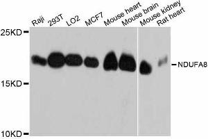 Western blot analysis of extracts of various cell lines, using NDUFA8 antibody. (NDUFA8 Antikörper  (AA 33-172))