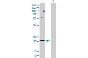 Western Blot analysis of COX5A expression in transfected 293T cell line by COX5A MaxPab polyclonal antibody.
