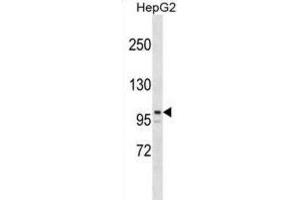 Western Blotting (WB) image for anti-AT Rich Interactive Domain 5B (MRF1-Like) (ARID5B) antibody (ABIN2999466) (ARID5B Antikörper)