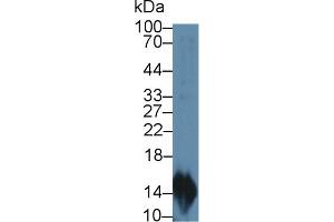 Western blot analysis of Rat Lymphocyte lysate, using Rat MIP3a Antibody (2 µg/ml) and HRP-conjugated Goat Anti-Rabbit antibody (