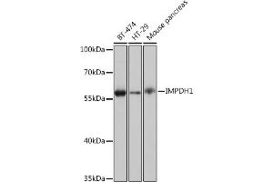 Western blot analysis of extracts of various cell lines, using IMPDH1 Rabbit pAb (ABIN7267878) at 1:1000 dilution. (IMPDH1 Antikörper  (AA 434-563))