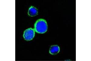 Confocal immunofluorescence analysis of PC12 cells using REG1A antibody (green).