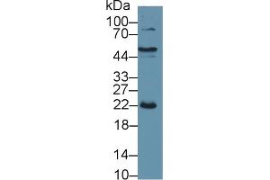 Western Blot; Sample: Porcine Liver lysate; Primary Ab: 1µg/ml Rabbit Anti-Porcine CRP Antibody Second Ab: 0. (CRP Antikörper  (AA 20-222))