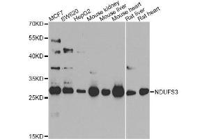 Western blot analysis of extracts of various cell lines, using NDUFS3 antibody. (NDUFS3 Antikörper  (AA 37-264))