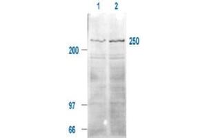 Immunoblotting of MTOR (phospho S2448) polyclonal antibody  is shown to detect a 250 kDa band (indicated) corresponding to phosphorylated human MTOR present in a 293T whole cell lysates. (MTOR Antikörper  (pSer2448))