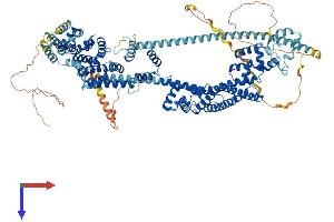 DAAM1 Protein (AA 1-1078) (His tag)