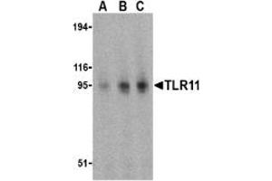 Image no. 2 for anti-Toll-Like Receptor 11 (Tlr11) (C-Term) antibody (ABIN204142)