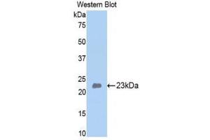 Western Blotting (WB) image for anti-Bone Morphogenetic Protein 4 (BMP4) (AA 209-392) antibody (ABIN1858154) (BMP4 Antikörper  (AA 209-392))