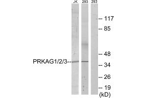 Western blot analysis of extracts from Jurkat cells and 293 cells, using PRKAG1/2/3 antibody.
