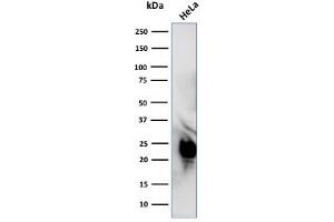 Western Blot Analysis of HeLa cell lysate using Glyoxalase 1 (GLO1) Mouse Monoclonal Antibody (CPTC-GLO1-1). (GLO1 Antikörper)
