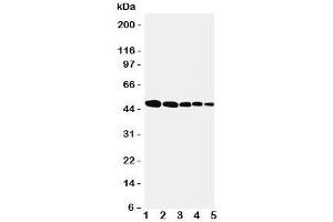 Western blot testing of Flotillin 1 antbody; Lane 1: rat lung;  2: (r) brain;  3: (r) ovary;  4: human SMMC-7721;  5: (h) MFC-7 cell lysate. (Flotillin 1 Antikörper  (Middle Region))