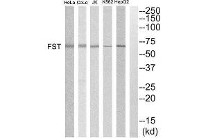 Western Blotting (WB) image for anti-Follistatin (FST) (Internal Region) antibody (ABIN1852807) (Follistatin Antikörper  (Internal Region))