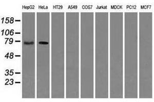 Image no. 3 for anti-RalA Binding Protein 1 (RALBP1) antibody (ABIN1500587) (RALBP1 Antikörper)