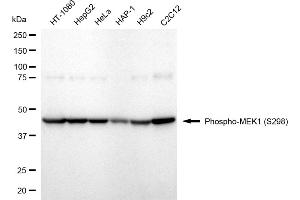 Western blotting analysis using Phospho-MEK1 (S298) antibody (ABIN7799462). (Rekombinanter MEK1 Antikörper  (pSer298))