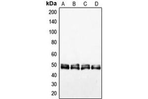 Western blot analysis of VASP expression in HEK293T (A), HepG2 (B), NIH3T3 (C), PC12 (D) whole cell lysates.