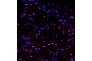 Immunofluorescence of paraffin embedded mouse heart using RNF7 (ABIN7075471) at dilution of 1:2000 (400x lens) (RNF7 Antikörper)