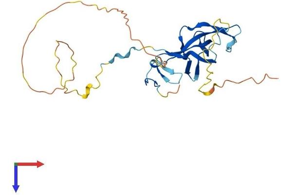 GATAD1 Protein (AA 1-266) (His tag)