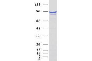 Western Blotting (WB) image for Death-Domain Associated Protein (DAXX) (Transcript Variant 2) protein (Myc-DYKDDDDK Tag) (ABIN2719229)