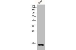 Western Blot analysis of HELA cells using Histone H2B Polyclonal Antibody
