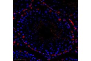 Immunofluorescence of paraffin embedded mouse testis using groucho (ABIN7075961) at dilution of 1:1000 (350x lens)