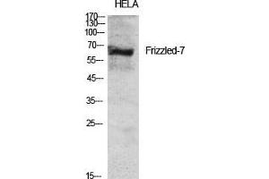 Western Blot (WB) analysis of specific cells using Frizzled-7 Polyclonal Antibody. (FZD7 Antikörper  (N-Term))