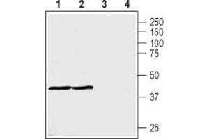 Western blot analysis of rat whole eye lysate (lanes 1 and 3) and rat hippocampus (lanes 2 and 4):1,2.
