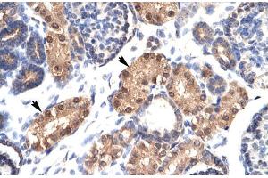 Human kidney; ZFPL1 antibody - middle region in Human kidney cells using Immunohistochemistry (ZFPL1 Antikörper  (Middle Region))