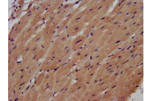 IHC image of ABIN7161246 diluted at 1:500 and staining in paraffin-embedded human heart tissue performed on a Leica BondTM system. (AHNAK Antikörper  (AA 5689-5801))