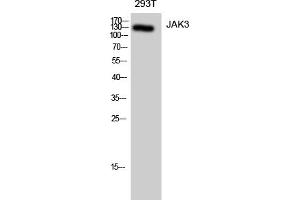 Western Blotting (WB) image for anti-Janus Kinase 3 (JAK3) (Tyr785) antibody (ABIN5959635) (JAK3 Antikörper  (Tyr785))