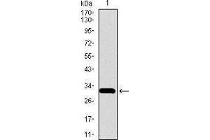 Western blot analysis using SLC27A5 mAb against human SLC27A5 recombinant protein.