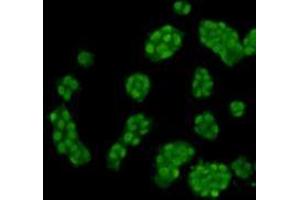 Immunocytochemistry (ICC) image for anti-Histone Cluster 1, H3f (HIST1H3F) (meLys4) antibody (ABIN1854944) (HIST1H3F Antikörper  (meLys4))