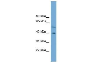 Western Blot showing CLUAP1 antibody used at a concentration of 1-2 ug/ml to detect its target protein.