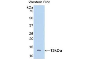 Western Blotting (WB) image for anti-Von Willebrand Factor (VWF) (AA 269-367) antibody (ABIN1860955)