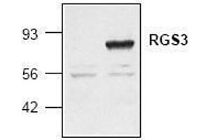 Image no. 1 for anti-Regulator of G-Protein Signaling 3 (RGS3) (AA 401-519) antibody (ABIN127074) (RGS3 Antikörper  (AA 401-519))
