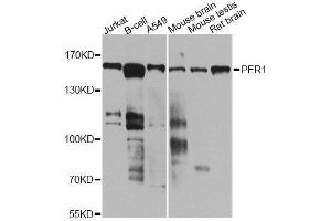Western blot analysis of extracts of various cell lines, using PER1 antibody (ABIN5974860) at 1/1000 dilution. (PER1 Antikörper)