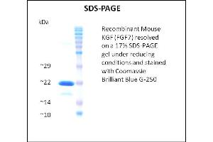 FGF7 Protein