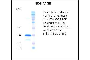 SDS-PAGE (SDS) image for Fibroblast Growth Factor 7 (FGF7) (Active) protein (ABIN5509362) (FGF7 Protein)
