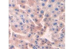Used in DAB staining on fromalin fixed paraffin- embedded Kidney tissue (CDO1 Antikörper  (AA 1-200))