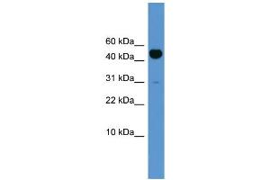 WB Suggested Anti-Bmp10 Antibody Titration:  0. (BMP10 Antikörper  (N-Term))