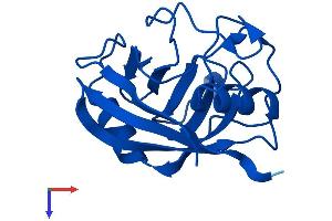 PPIA Protein (AA 1-164) (His tag)
