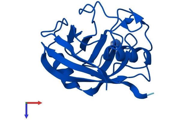 PPIA Protein (AA 1-164) (His tag)
