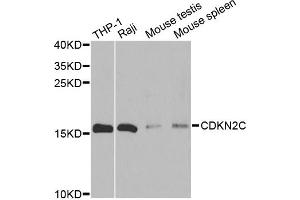 Western blot analysis of extracts of various cell lines, using CDKN2C antibody (ABIN6291903) at 1:500 dilution. (CDKN2C Antikörper)