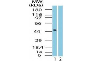 Image no. 2 for anti-G Protein-Coupled Receptor 83 (GPR83) (AA 200-250) antibody (ABIN207664)
