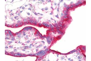Anti-ASNS antibody IHC staining of human placenta. (Asparagine Synthetase Antikörper  (AA 1-267))