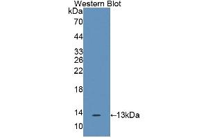 WB of Protein Standard: different control antibodies against Highly purified E. (IL17F CLIA Kit)