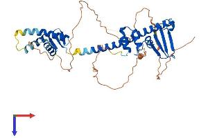 TFDP3 Protein (AA 1-405) (His tag)